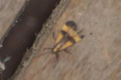 Lycomorphodes correbioides