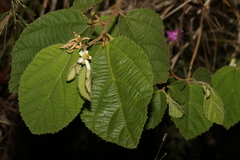 Grewia latifolia