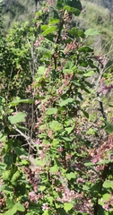 Ribes malvaceum