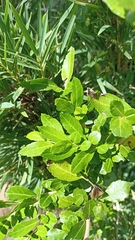 Azara alpina