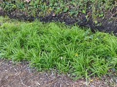 Allium triquetrum