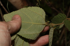 Grewia latifolia