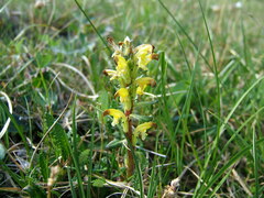 Pedicularis oederi