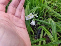 Allium triquetrum