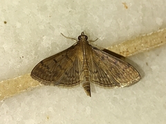 Herpetogramma