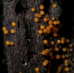 Hydropisphaera peziza