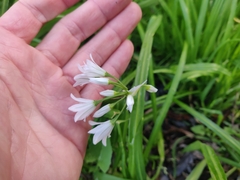 Allium triquetrum