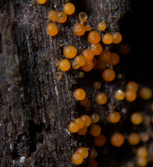 Hydropisphaera peziza