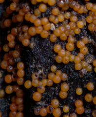 Hydropisphaera peziza