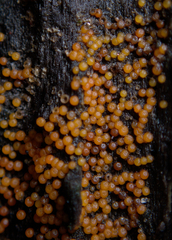 Hydropisphaera peziza