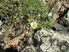 Caryophyllaceae