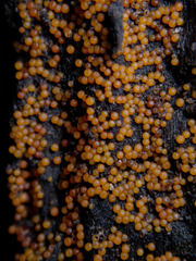 Hydropisphaera peziza