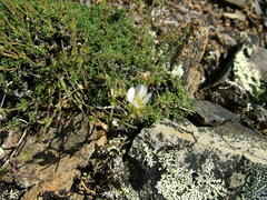 Caryophyllaceae
