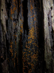 Hydropisphaera peziza