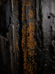 Hydropisphaera peziza