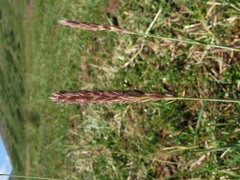 Leymus ajanensis
