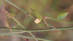 Ayenia compacta