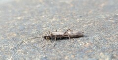 Plecoptera