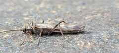 Plecoptera