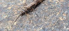 Plecoptera