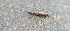 Plecoptera