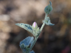 Sphaeralcea axillaris
