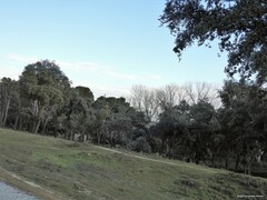 Populus × canadensis