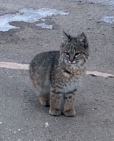 Bobcat photographed in Nebraska