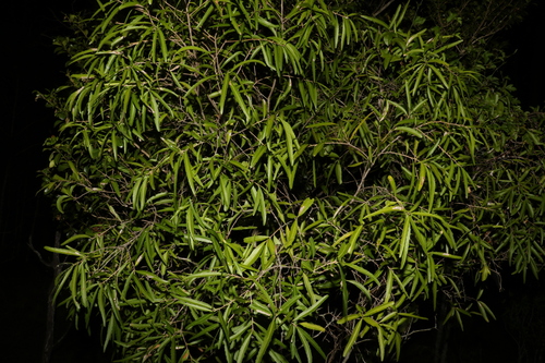 Image of Denhamia pittosporoides by (c) Greg Tasney, some rights reserved (CC BY-SA)