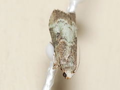 Heteromicta tripartitella