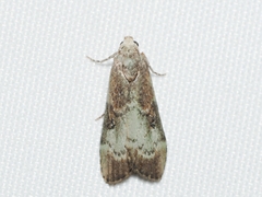 Heteromicta tripartitella
