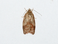 Oligoloba severa