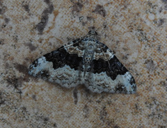Epirrhoe galiata