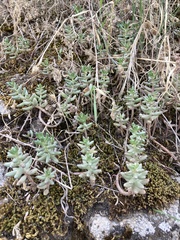 Sedum album