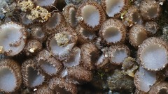 Trichophaea gregaria