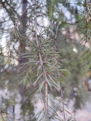 Cedrus deodara