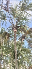 Lepidocaryeae