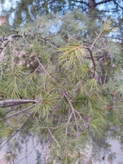 Cedrus deodara