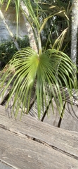 Lepidocaryeae