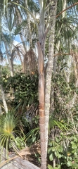 Lepidocaryeae