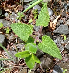 Teucrium scorodonia