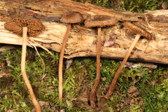 Inocybe nodulosa