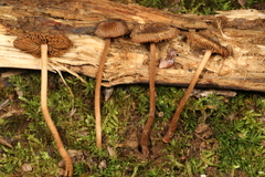 Inocybe nodulosa