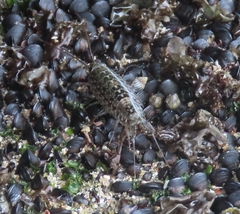 Ligia exotica