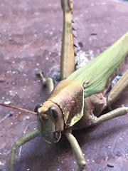 Coryacris angustipennis