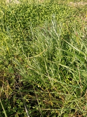 Helichrysum italicum