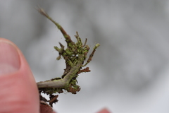 Chaenotheca furfuracea