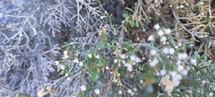 Baccharis sergiloides
