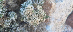 Baccharis sergiloides