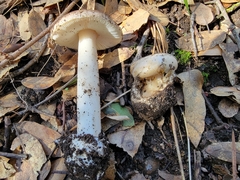Amanita calyptratoides